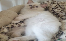 Birman cats for sale: Birman babies ready now. 26 years experience  in Billingham - Image 6