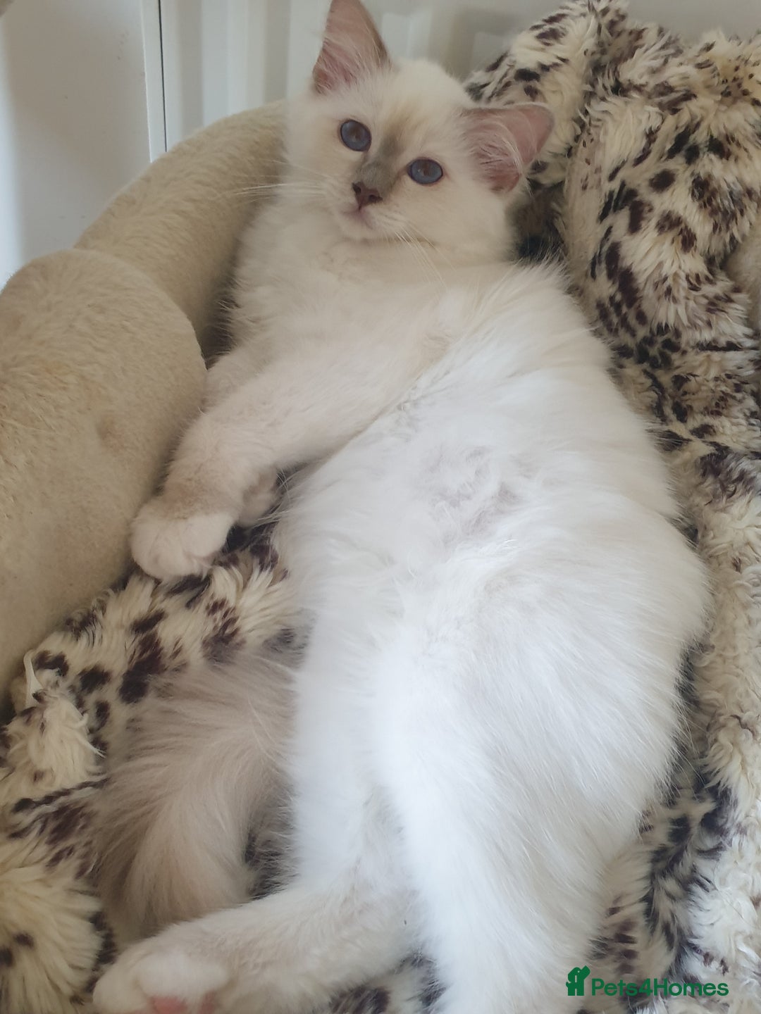 Birman cats for sale: Birman babies ready now. 26 years experience  in Billingham - Image 6