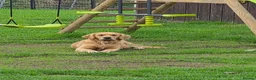 Golden Retriever dogs for sale: KC GOLDEN RETRIEVER PUPPIES HEALTH TESTED PARENTS - Advert 4
