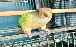 Parrots birds for sale: Green cheek pineapple conure 7 months old  Tame in Burton-on-Trent - Image 7