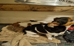 Jack Russell dogs for sale: Miniture Jack Russell - Image 4