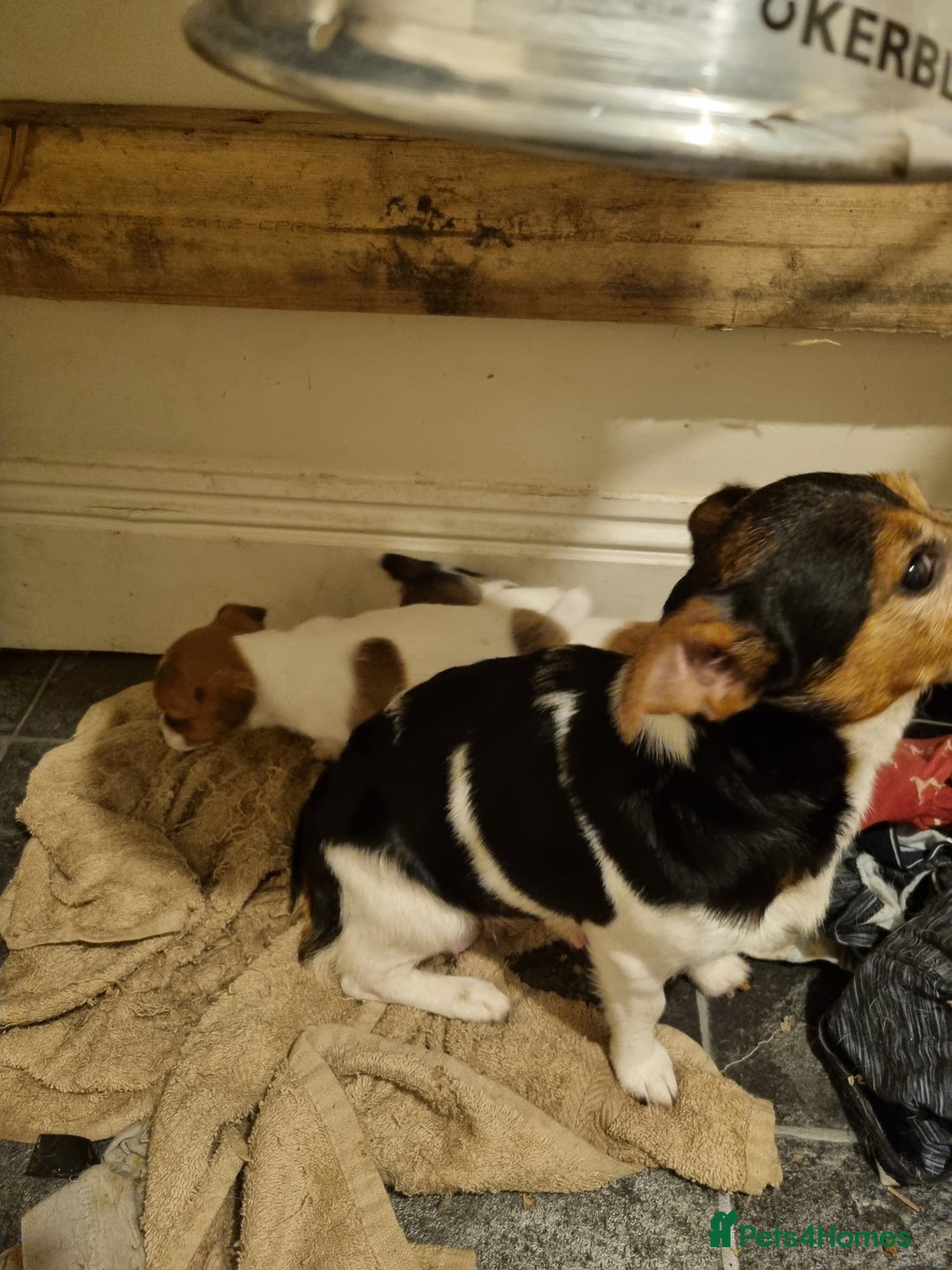 Jack Russell dogs for sale: Miniture Jack Russell - Image 4