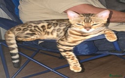Bengal cats for sale: Bengal girl for sale - Image 4