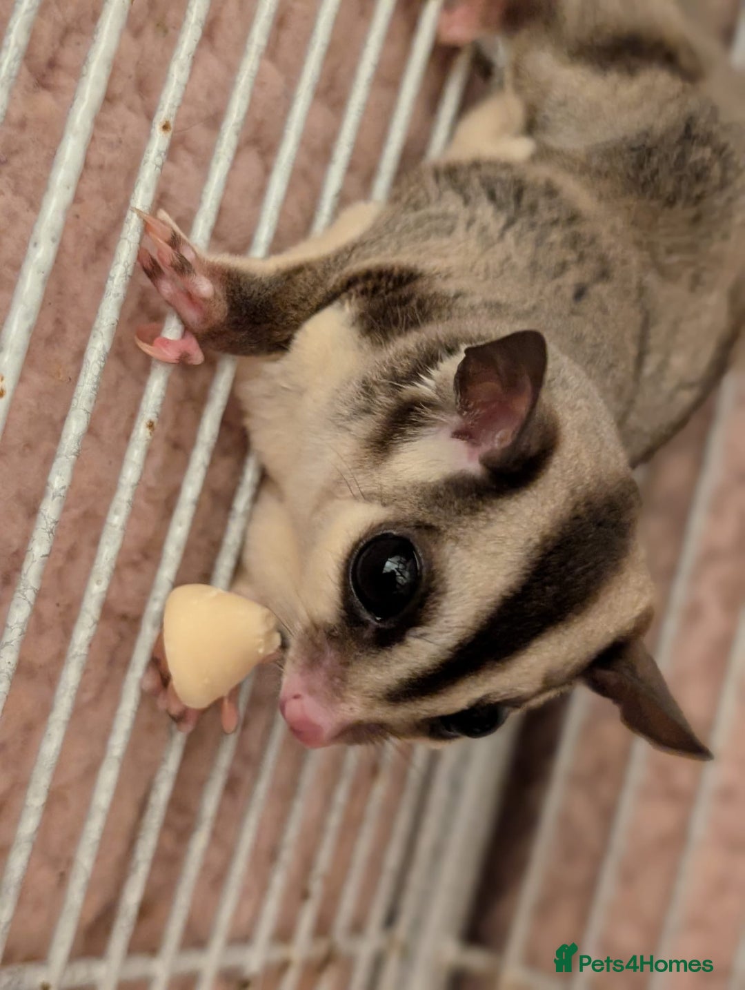 Sugar Glider rodents for sale: 2 female sugar gliders for sale - Image 3
