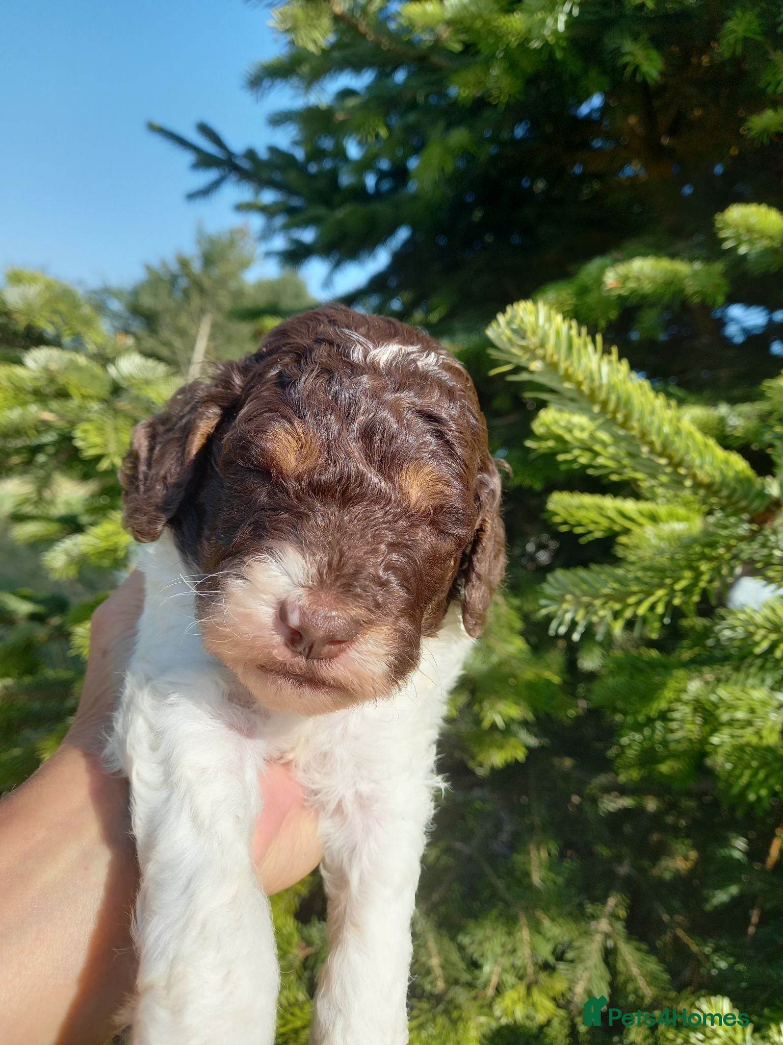Labradoodle dogs 😃Straightforward, respectful,decisive buyers only - Advert 1