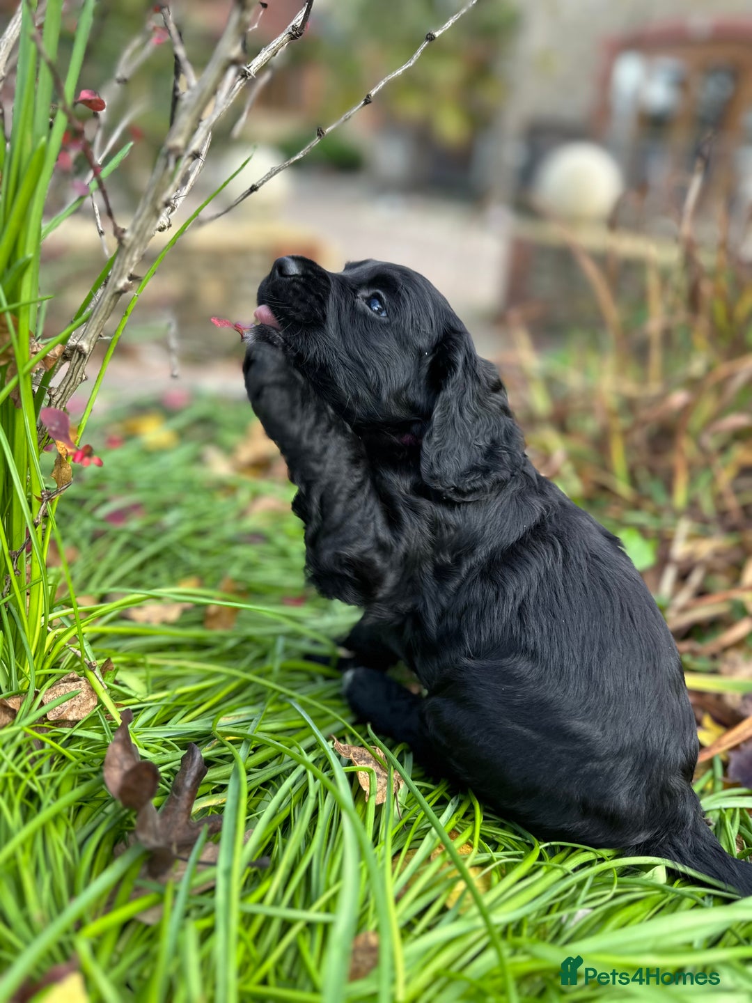 Cocker Spaniel dogs for sale: KC Reg Working Cocker Spaniels - Image 9