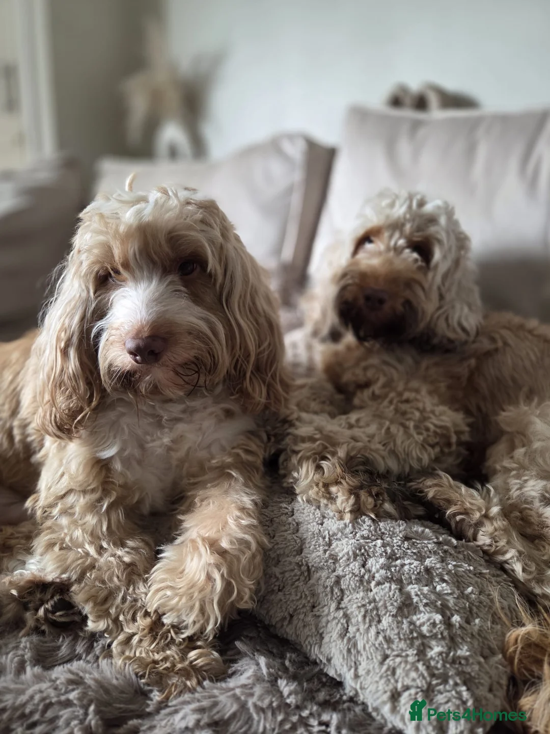 Cockapoo dogs for sale: Stunning cockapoo’s 🧡 - Advert 2