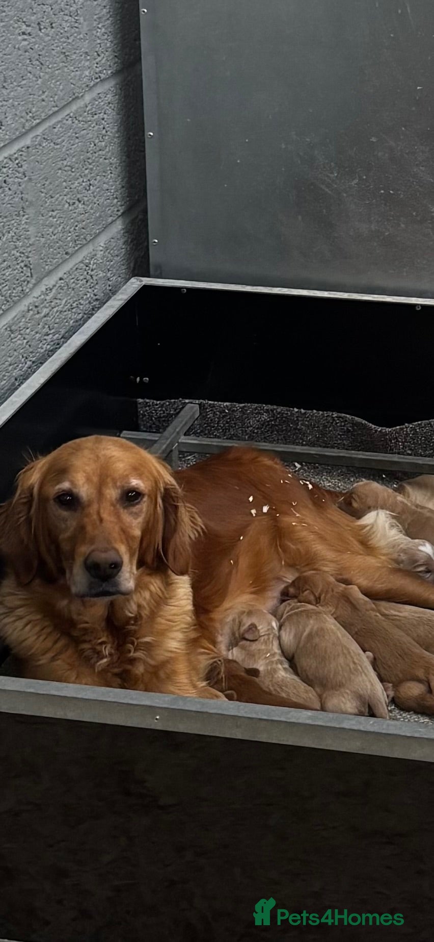Mini Goldendoodle dogs F1 miniature Goldendoodle puppies. - Advert 1
