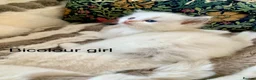 Ragdoll cats for sale: Beautiful bicolour & point Ragdoll kittens  - Advert 7