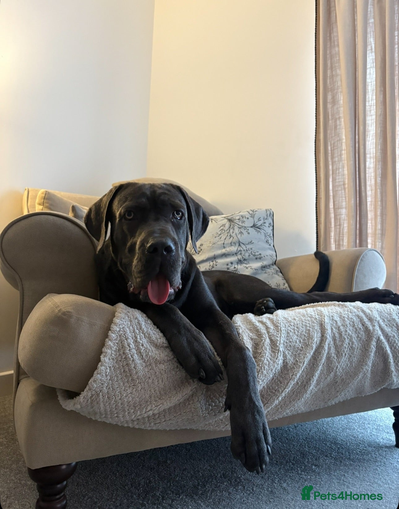 Cane Corso dogs Cane Corso  - Advert 1