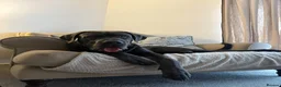 Cane Corso dogs for sale: Cane Corso  - Advert 1