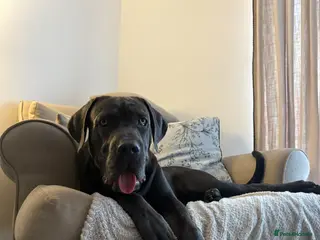 Cane Corso dogs Cane Corso - Advert 1
