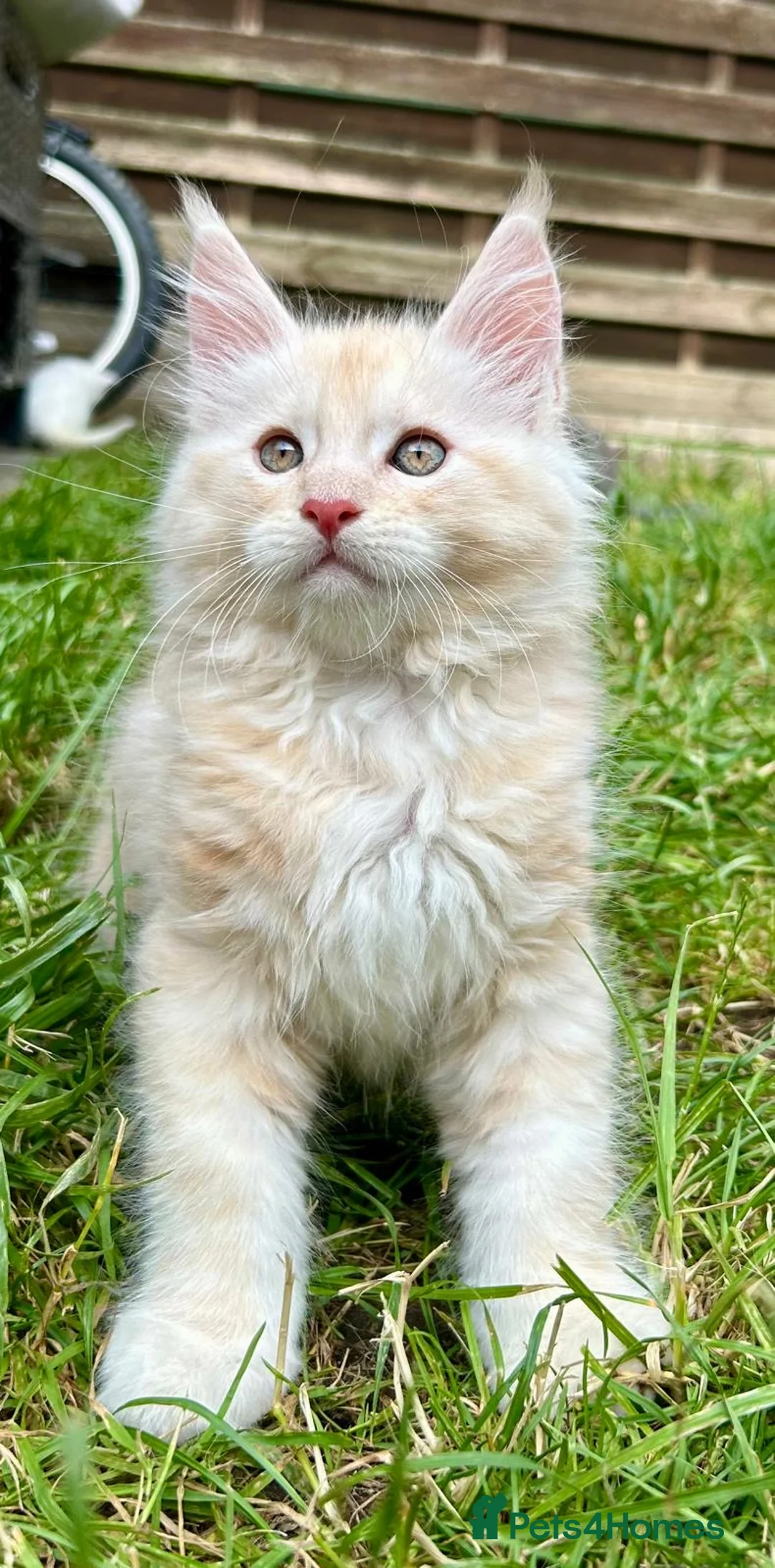 Maine Coon cats for stud: TICA ACTIVE MAINE COON STUD - Advert 6