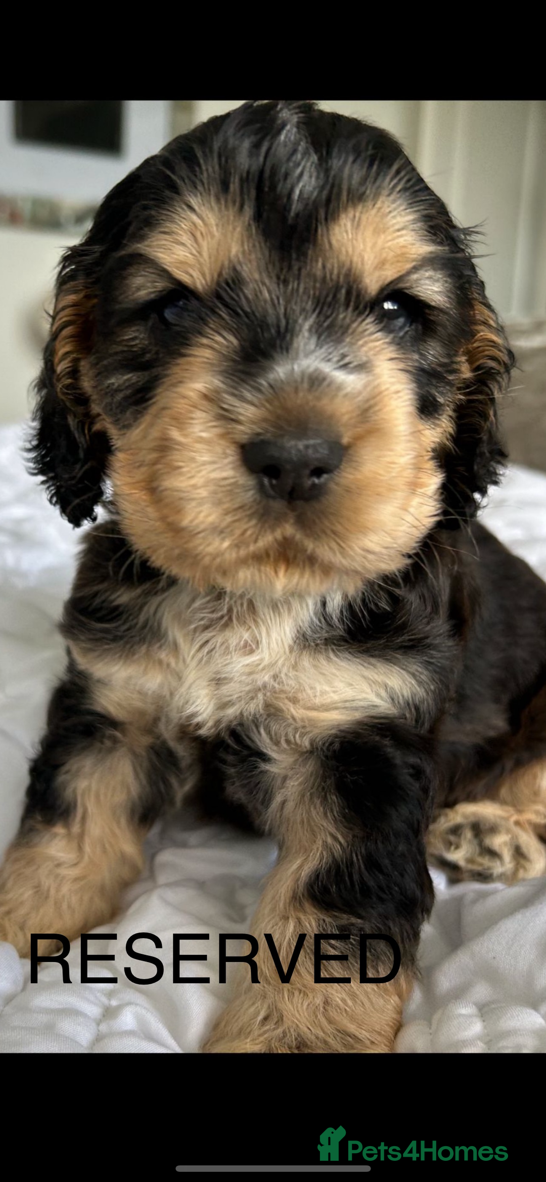 Cocker Spaniel dogs for sale: OUTSTANDING KC REG SHOW COCKER SPANIEL PUPPIES  - Image 6