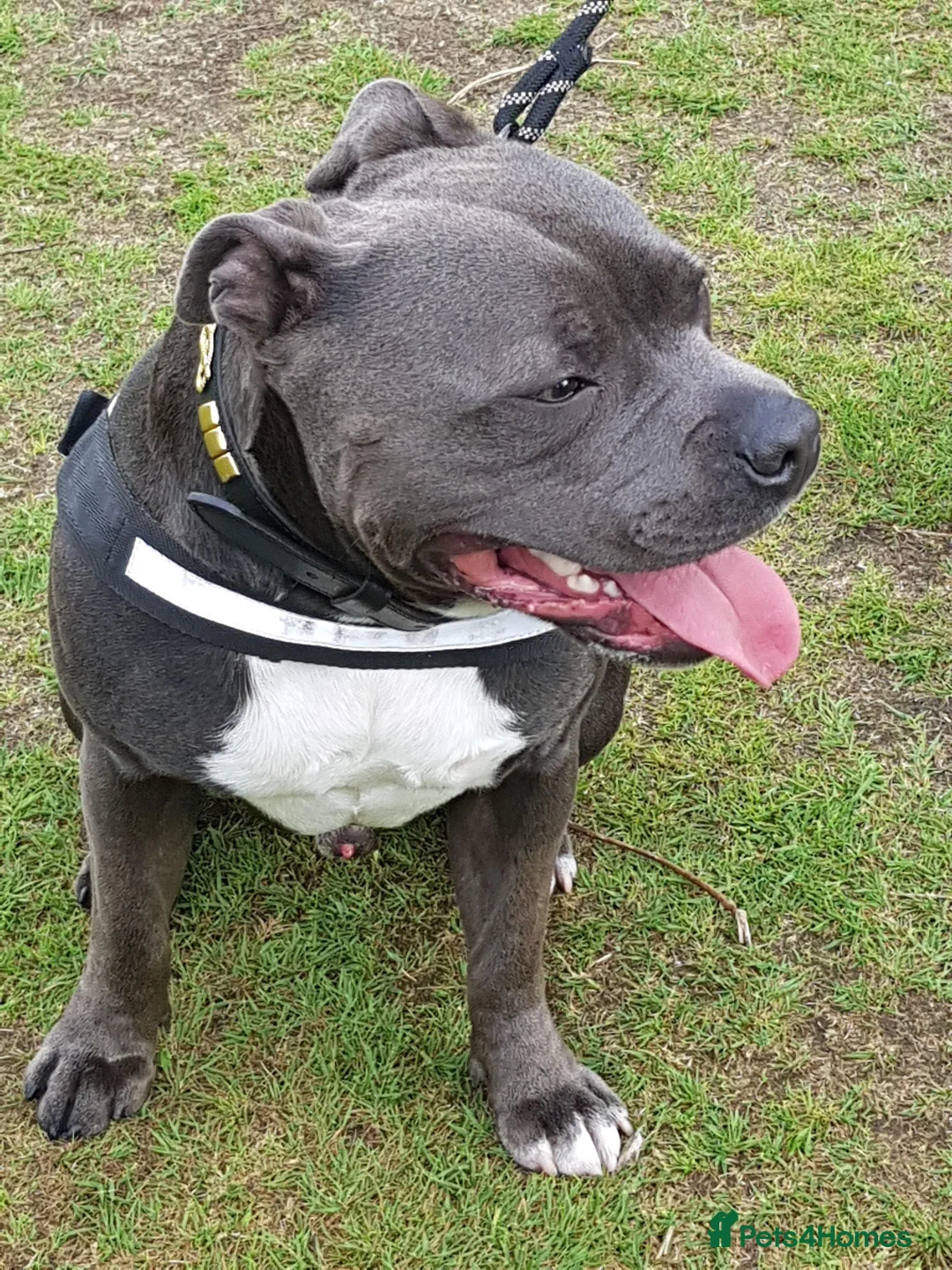 Staffordshire Bull Terrier dogs for stud: Blue Staffordshire bull terrier stud in Birmingham - Advert 3