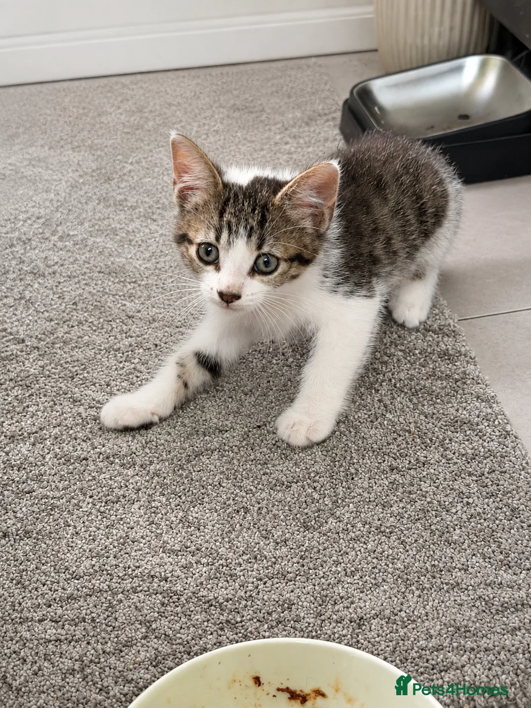 Mixed Breed cats for sale: Looking for loving homes for 6 adorable kittens - Advert 2