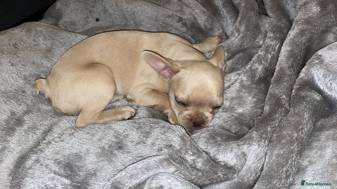 French Bulldog dogs for sale: French Bulldog Puppies – Beautiful, Rare Colours - Image 5