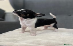 Chihuahua dogs for sale: 5Stunning tiny Smooth coat 🍏head chihuahua puppys - Image 7