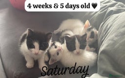 Mixed Breed cats for sale: ⭐️ 🐾🖤 KITTENS, BLACK AND WHITE, BOYS 🐾 ⭐️ - Image 5