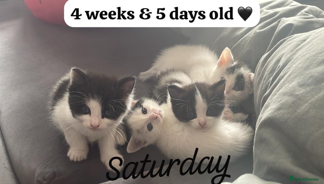 Mixed Breed cats for sale: ⭐️ 🐾🖤 KITTENS, BLACK AND WHITE, BOYS 🐾 ⭐️ - Image 5