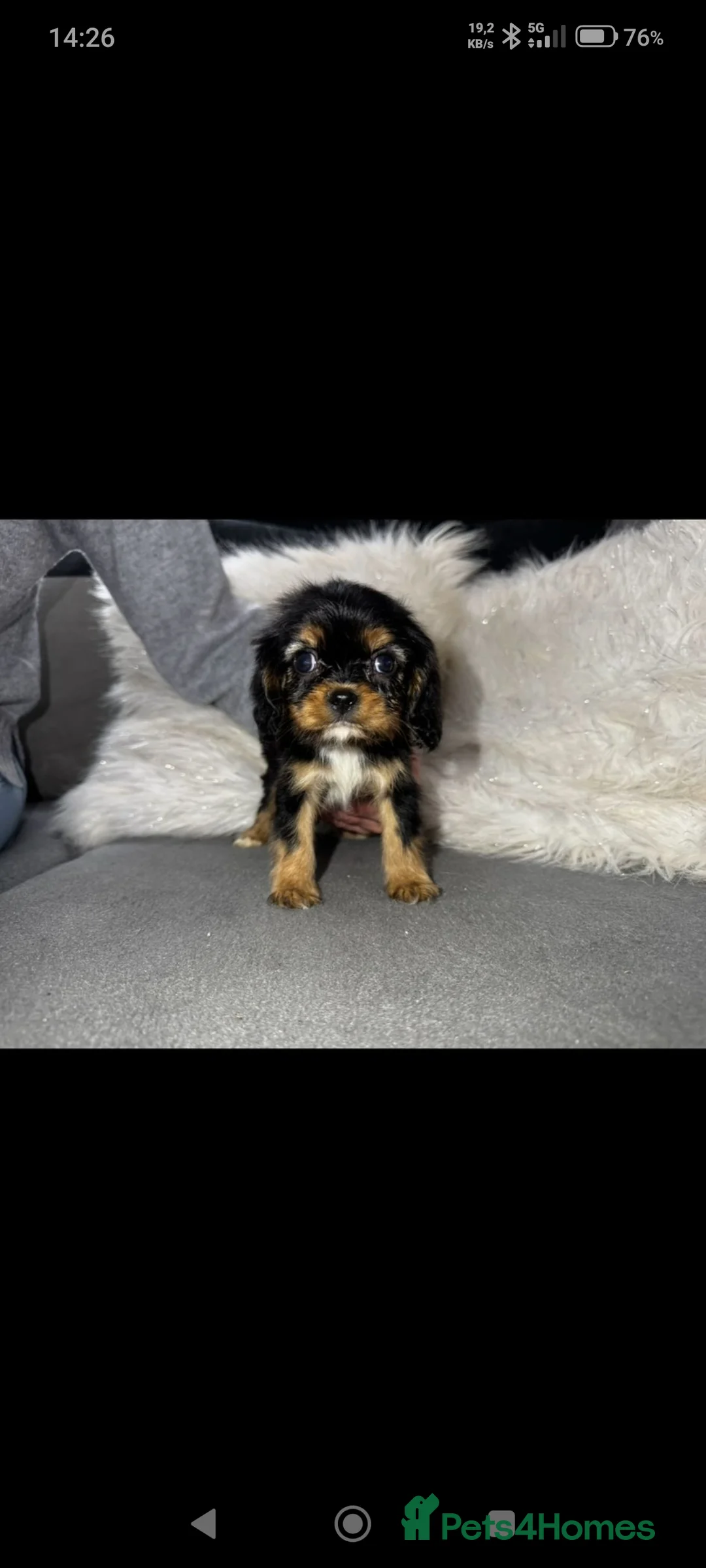 Cavalier King Charles Spaniel dogs for sale: Cavalier King Charles Spaniel in Knottingley - Advert 2