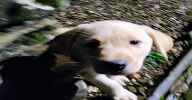 Labrador Retriever dogs - Advert 10