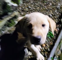 Labrador Retriever dogs - Advert 4