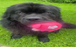 Newfoundland dogs for stud: Newfoundland stud  - Image 3