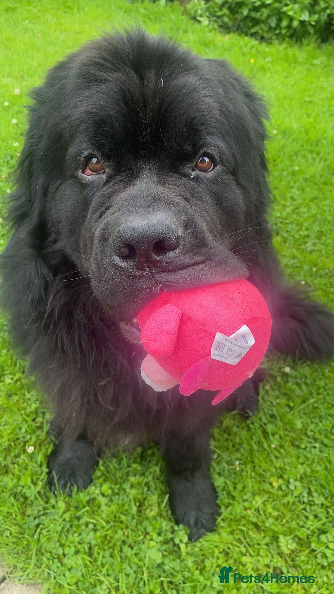 Newfoundland dogs for stud: Newfoundland stud  - Image 3