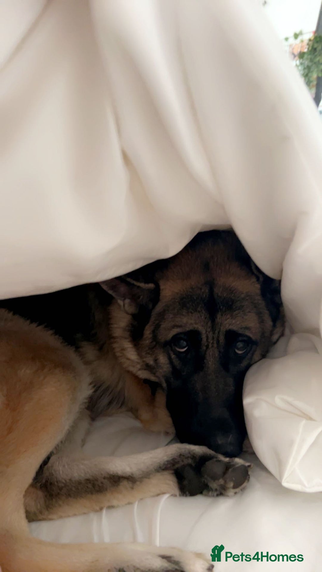 German Shepherd dogs for sale: 4 Year Old German Shepard Girl - Image 5