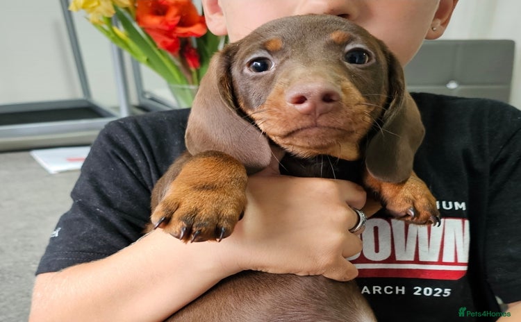 Miniature Dachshund dogs - Advert 3