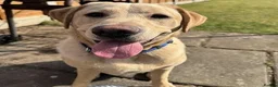Labrador Retriever dogs for sale: Lovely boy needs rehoming asap in Edinburgh - Advert 3