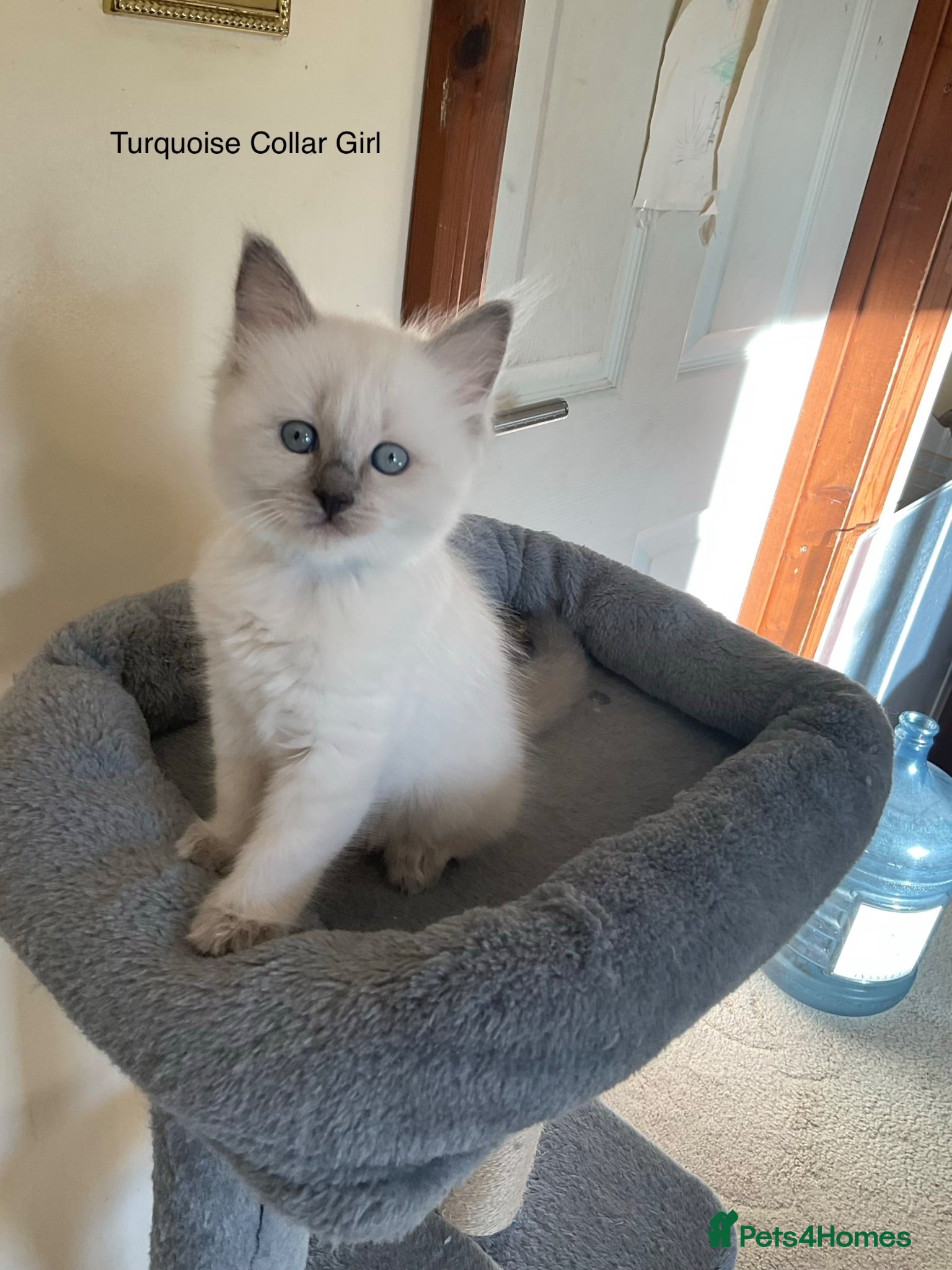 Ragdoll cats RARE RAGDOLL KITTENS - Advert 9