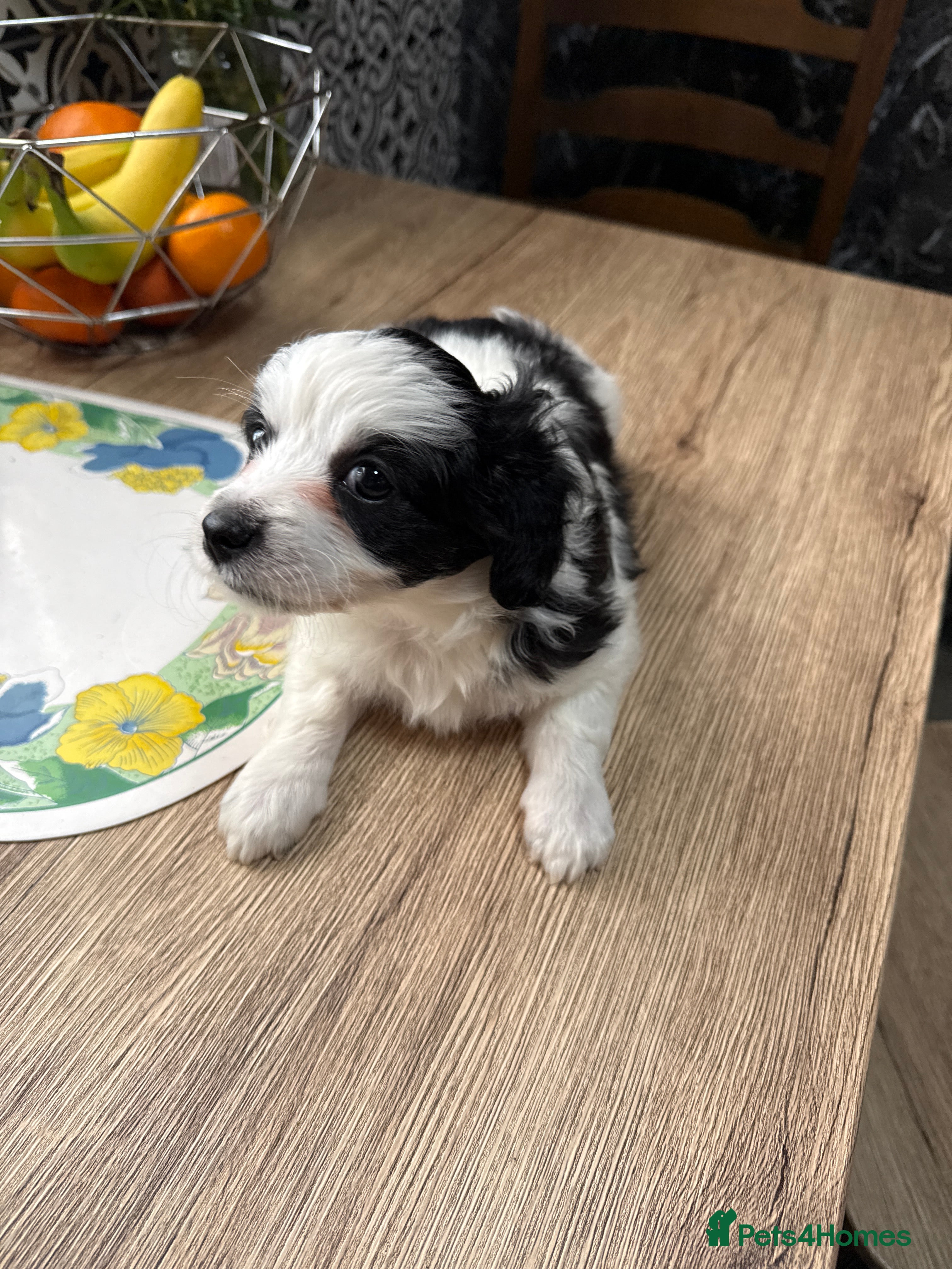 Mixed Breed dogs Bichon Maltese Puppies-2girls&1Boy Availabile - Advert 5