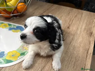 Mixed Breed dogs Bichon Maltese Puppies-2girls&1Boy Availabile - Advert 5