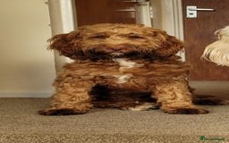 Cockapoo dogs for sale: 10 month old female Cockapoo  - Advert 2
