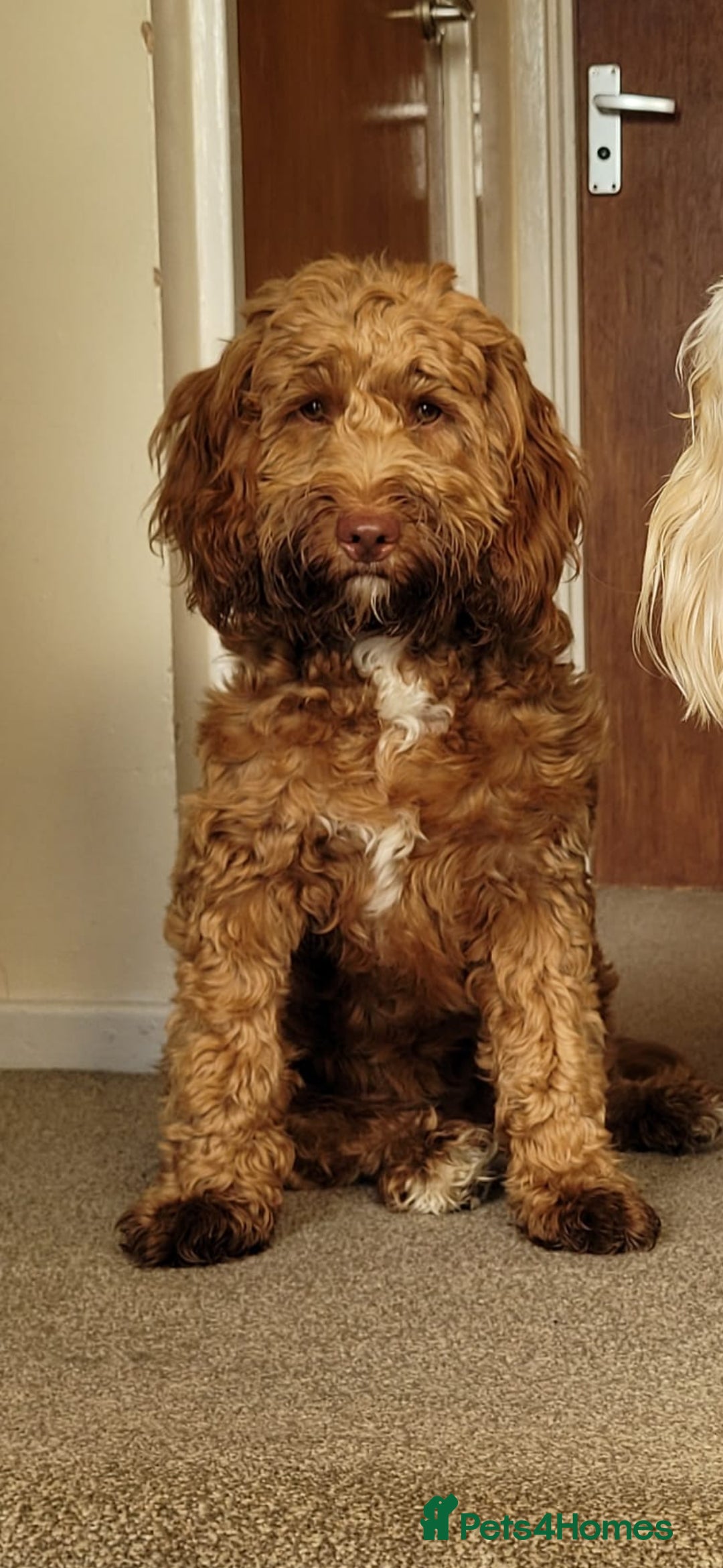 Cockapoo dogs for sale: 10 month old female Cockapoo  - Advert 2