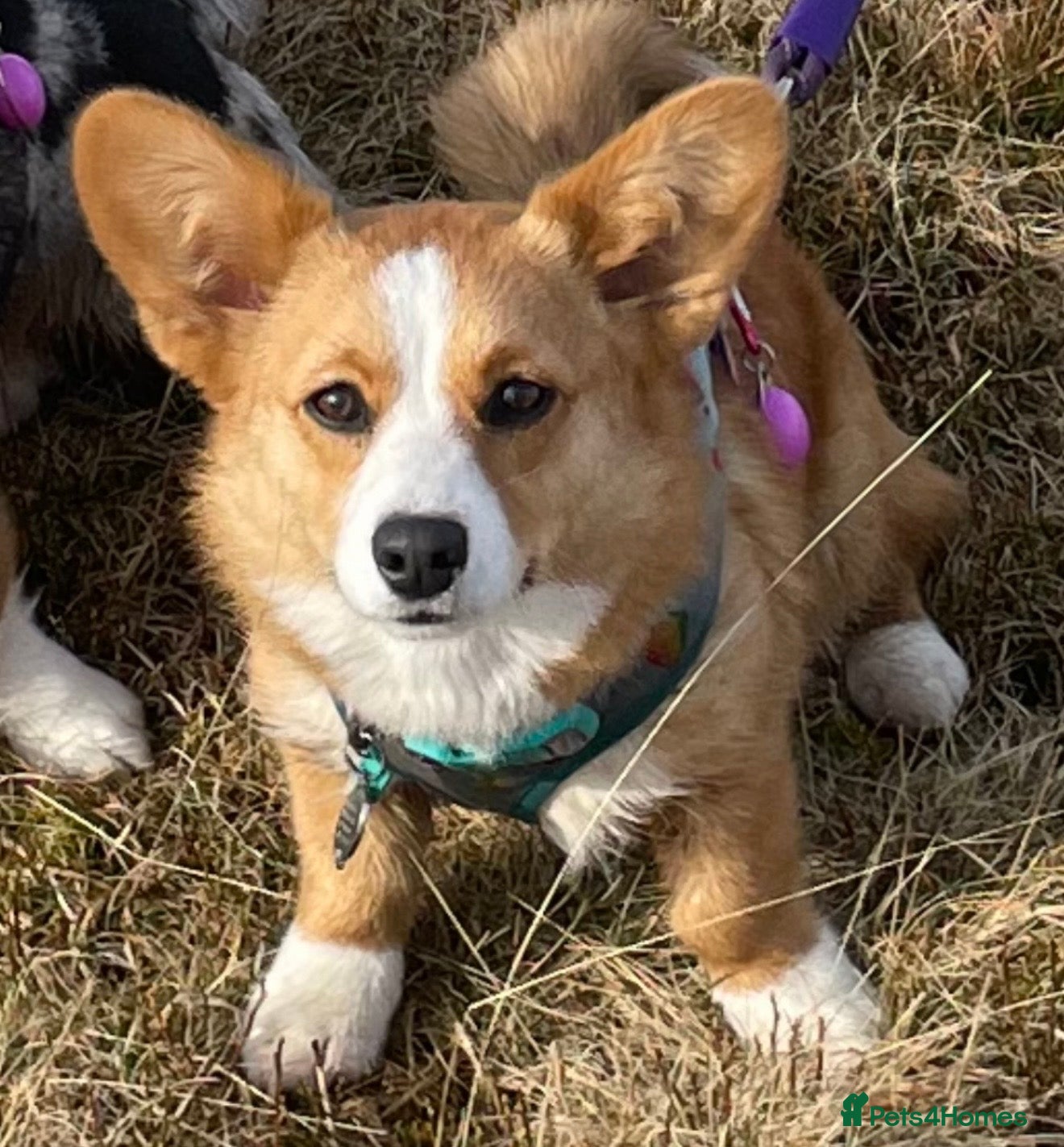 Welsh Corgi Cardigan dogs Cardigan Welsh Corgi girl - Advert 1