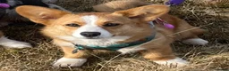 Welsh Corgi Cardigan dogs for sale: Cardigan Welsh Corgi girl - Advert 2