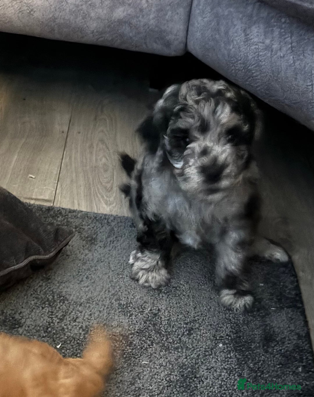 Cavapoo dogs for sale: Beautiful Cavapoo Puppy - Advert 10