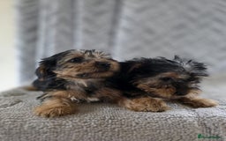 Yorkshire Terrier dogs for sale: Yorkshire terrier puppy  - Image 6