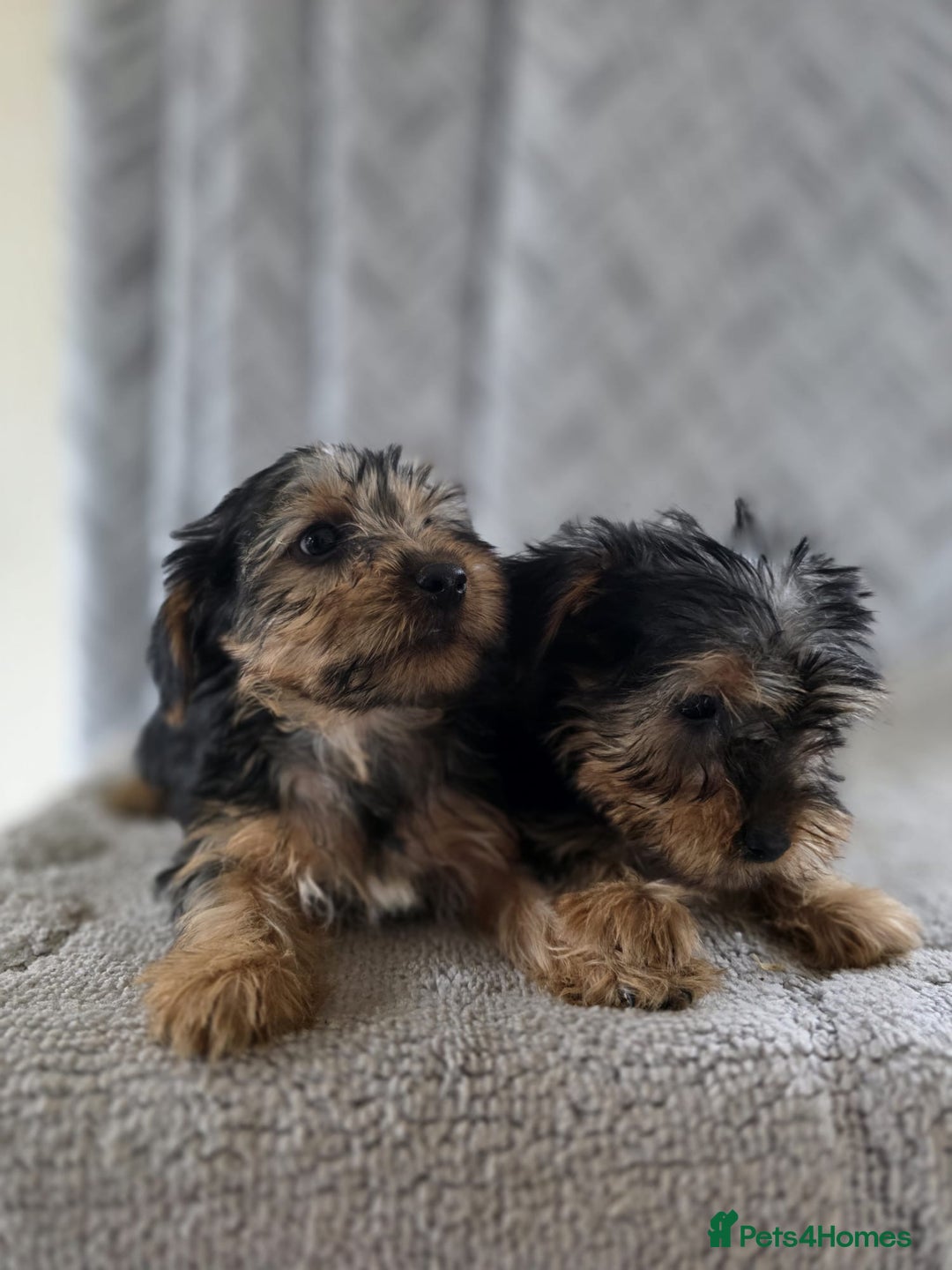 Yorkshire Terrier dogs for sale: Yorkshire terrier puppy  - Image 6