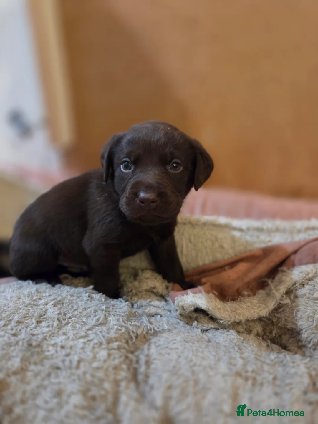 Labrador Retriever dogs for sale: Stunning KC working chocolate labs - Advert 2