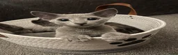 Russian Blue cats for sale: Beautiful Pedigree Russian Blue - Advert 3