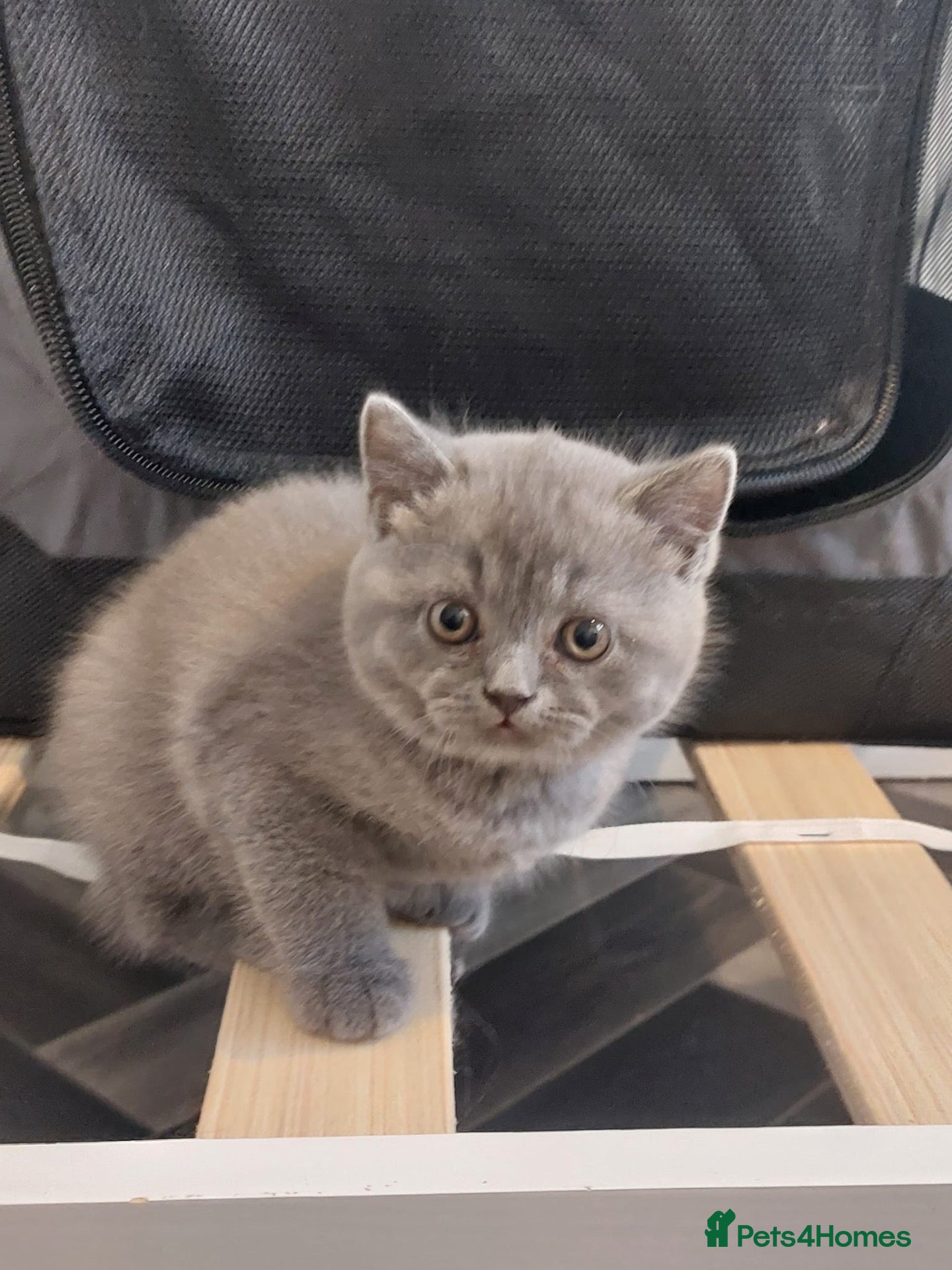 Scottish Fold cats Available now Blue scotish fold kittens - Advert 14