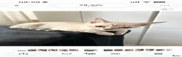 Bengal cats for sale: TICA Registered Gorgeous Bengals  - Advert 11