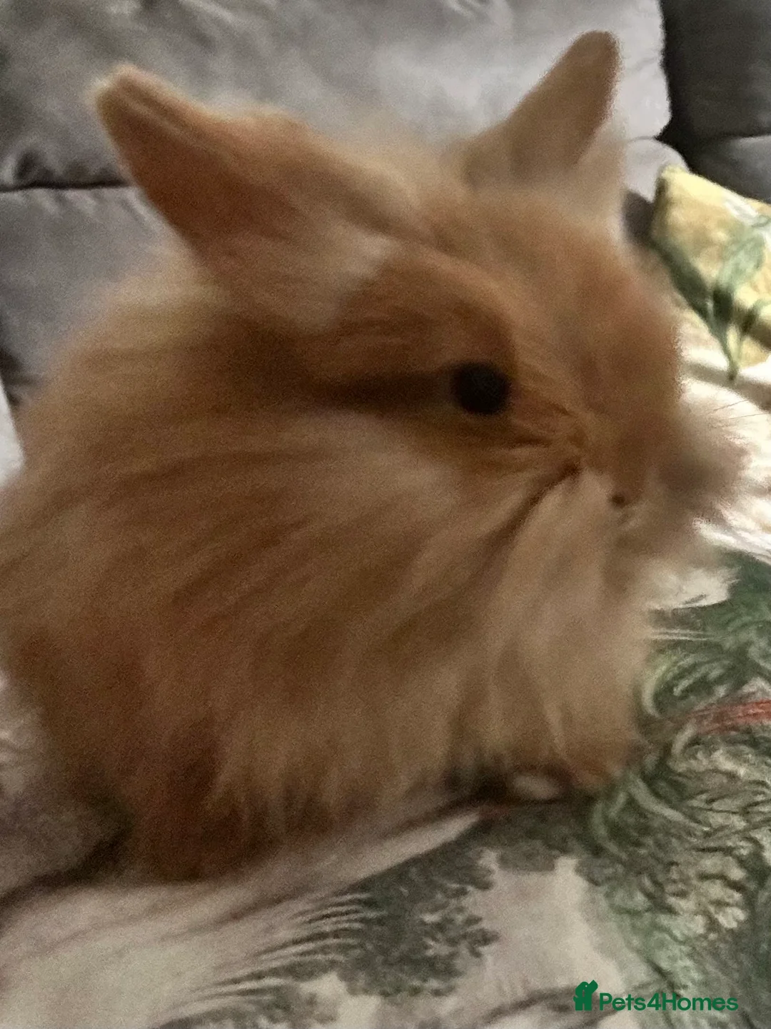 Mini Lion Lop rabbits for sale: Last 2 mini lion lops READY NOW x - Advert 14