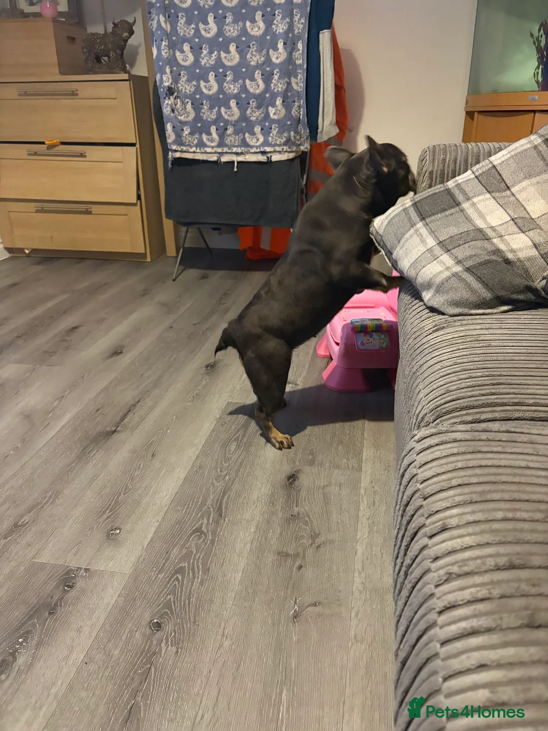 French Bulldog dogs for sale: Beautiful super friendly frenchie girl - Advert 8