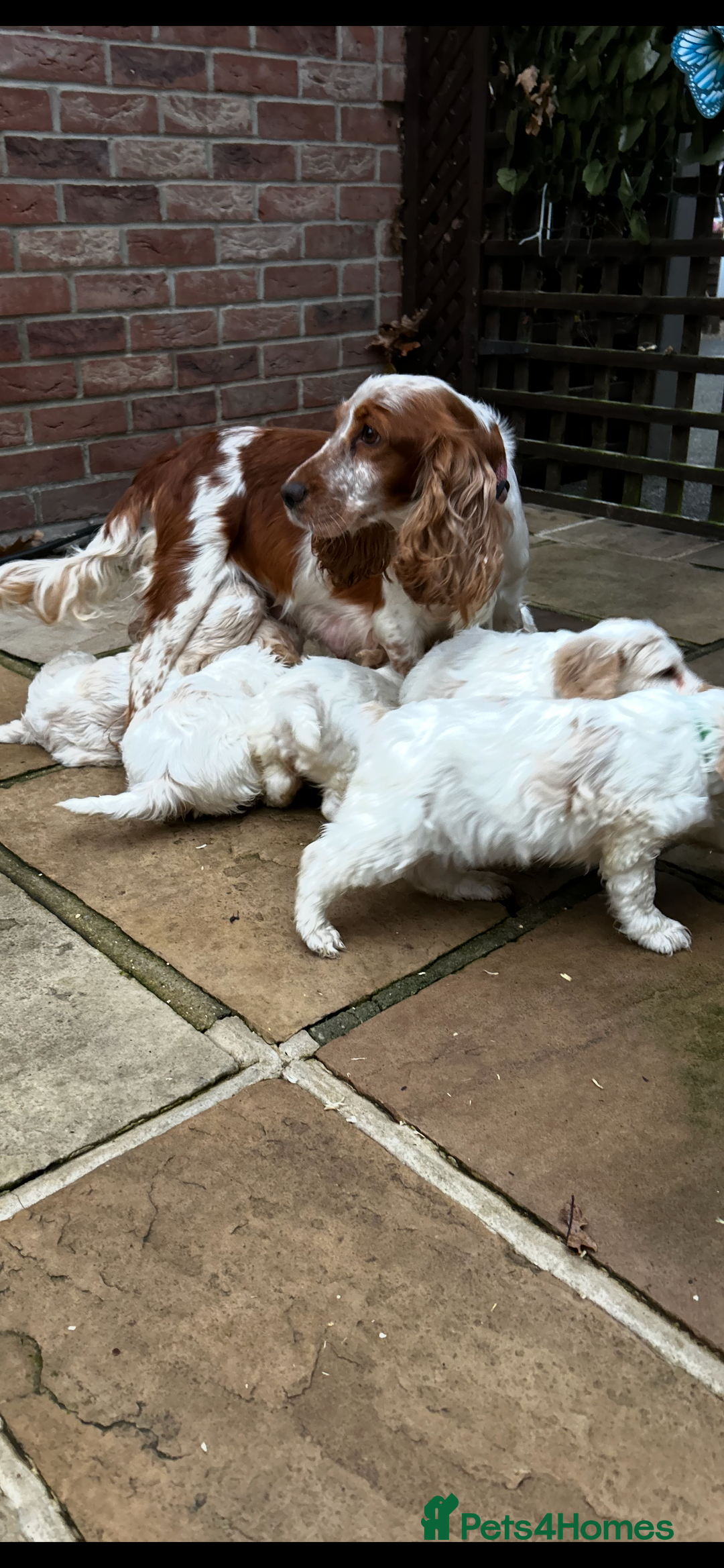 Cockapoo dogs for sale: Beautiful cockapoo puppies  - Advert 7