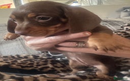 Dachshund dogs for sale: Dachshund 2 girls  - Image 2